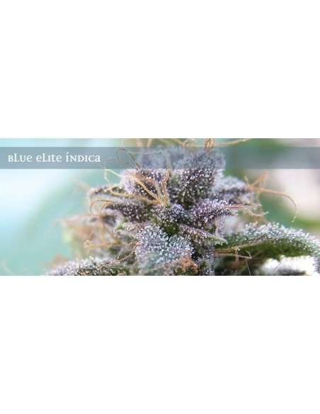 ELITE SEEDS - Blue Elite Sativa - 1