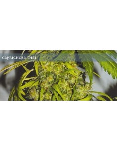 ELITE SEEDS - Caprichosa Thai - 1