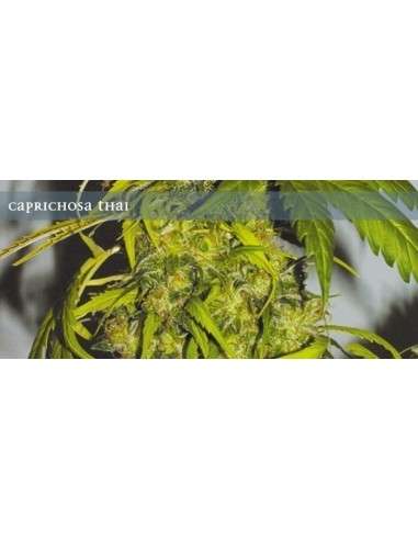 ELITE SEEDS - Caprichosa Thai - 1