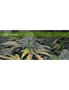 ELITE SEEDS - Early Widow - 1