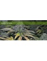 ELITE SEEDS - Early Widow - 1