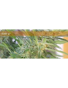 ELITE SEEDS - Elite 47 - 1