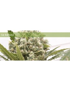 ELITE SEEDS - La Katana - 1