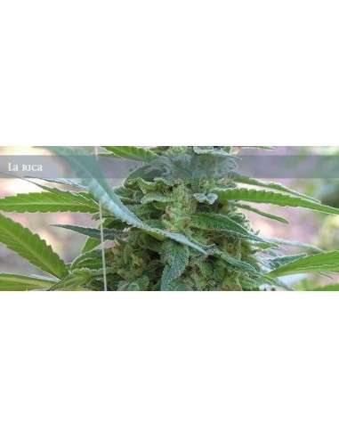 ELITE SEEDS - La Rica - 1
