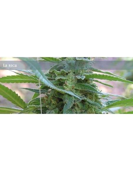 ELITE SEEDS - La Rica - 1