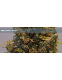 ELITE SEEDS - Llimonet Haze - 1