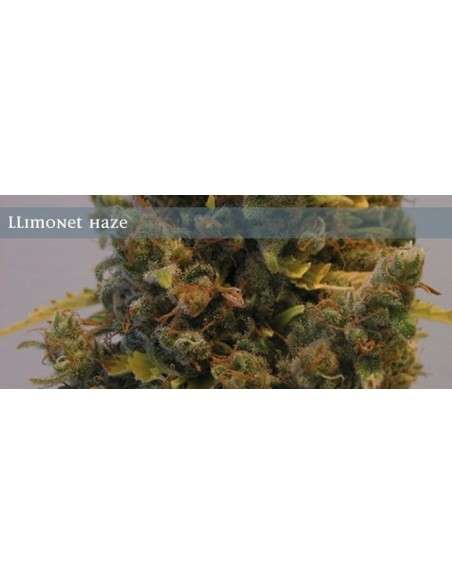 ELITE SEEDS - Llimonet Haze - 1