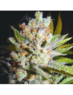 BIOHAZARD SEEDS - Auto 4:20 - 1