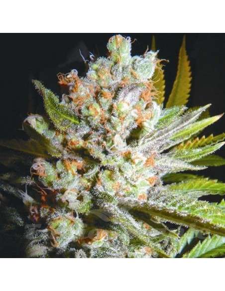BIOHAZARD SEEDS - Auto 4:20 - 1