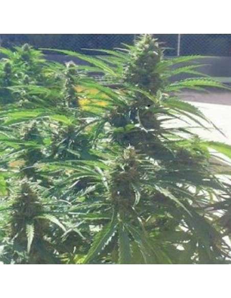 BIOHAZARD SEEDS - Auto Power - 1