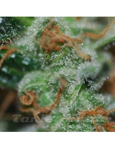 BIOHAZARD SEEDS - Auto Somachigun - 1