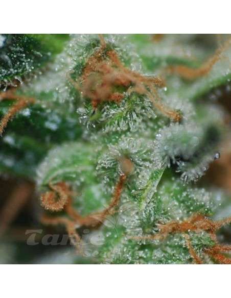 BIOHAZARD SEEDS - Auto Somachigun - 1