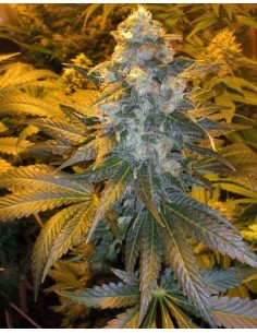 FEMALE SEEDS - ICE - 1