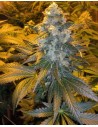 FEMALE SEEDS - ICE - 1