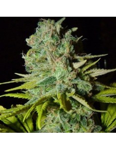 BIOHAZARD SEEDS - Big Lights - 1