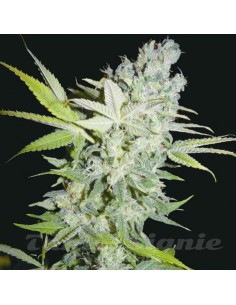 BIOHAZARD SEEDS - Criminal Jack - 1