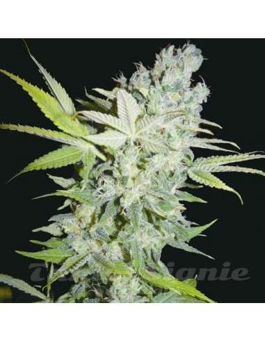 BIOHAZARD SEEDS - Criminal Jack - 1