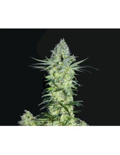 BIOHAZARD SEEDS - Goddess Kali - 1