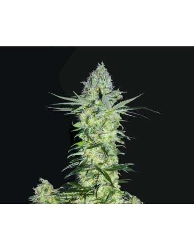 BIOHAZARD SEEDS - Goddess Kali - 1