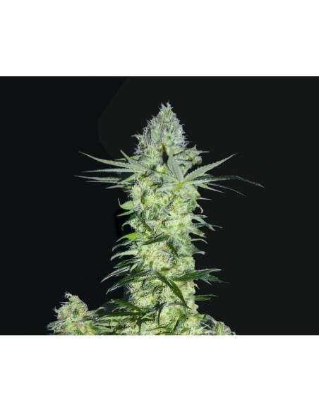 BIOHAZARD SEEDS - Goddess Kali - 1