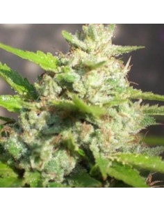 BIOHAZARD SEEDS - Jawar - 1