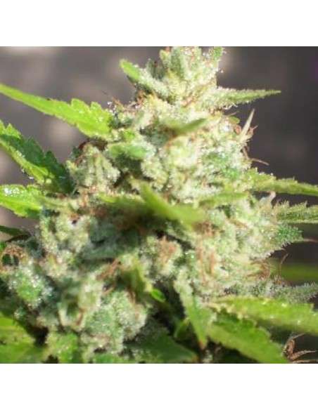 BIOHAZARD SEEDS - Jawar - 1
