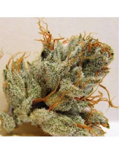 BIOHAZARD SEEDS - Napalm - 1