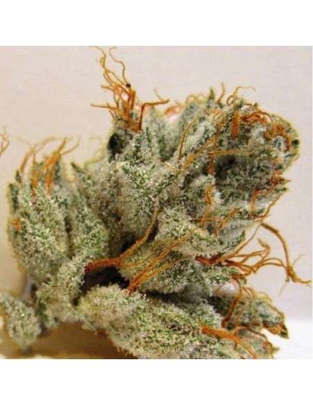 BIOHAZARD SEEDS - Napalm - 1