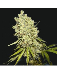 BIOHAZARD SEEDS - Somanta - 1