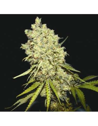 BIOHAZARD SEEDS - Somanta - 1