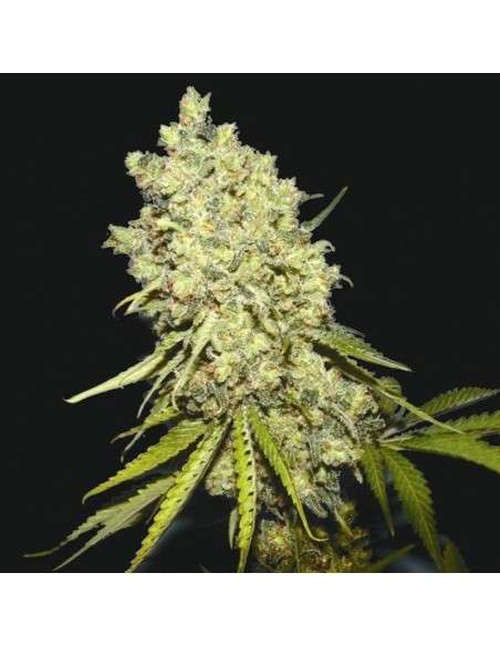 BIOHAZARD SEEDS - Somanta - 1