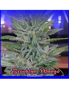 DR UNDERGROUND - Brooklyn Mango - 1
