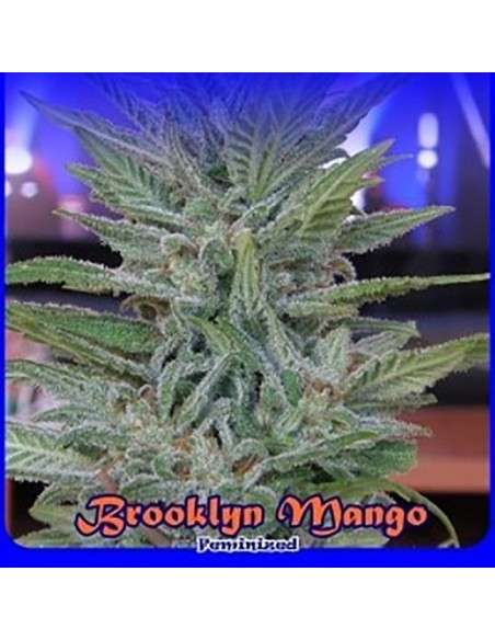 DR UNDERGROUND - Brooklyn Mango - 1