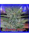 DR UNDERGROUND - Brooklyn Mango - 1