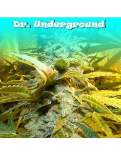 DR UNDERGROUND - King Kong - 1