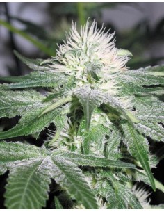 FEMALE SEEDS - ICE - 1 2