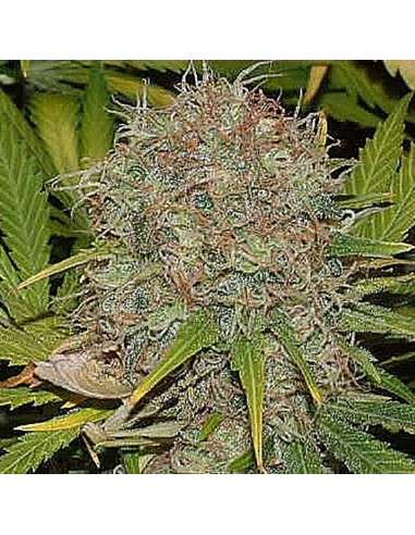 SAGARMATHA - AK 48 - 1