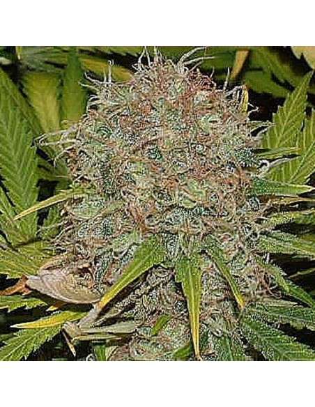 SAGARMATHA - AK 48 - 1
