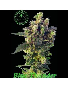 SAGARMATHA - Blue Thunder - 1