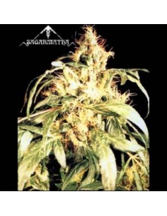 SAGARMATHA - Blueberry Bud - 1