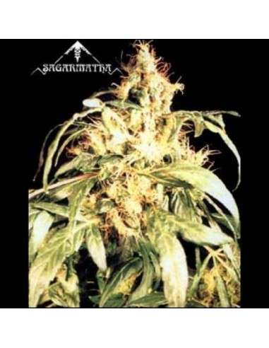 SAGARMATHA - Blueberry Bud - 1