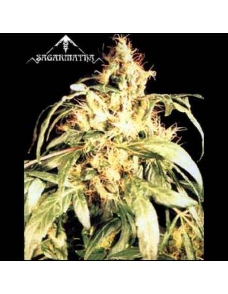 SAGARMATHA - Blueberry Bud - 1