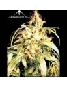 SAGARMATHA - Blueberry Bud - 1