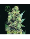 SAGARMATHA - BubbleBerry - 1