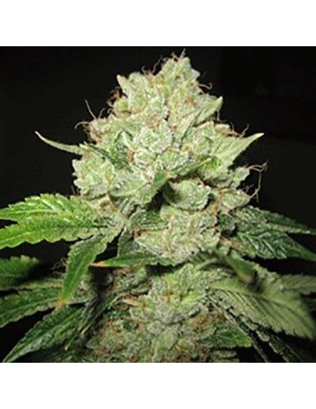 SAGARMATHA - Cal-train-Wreck - 1