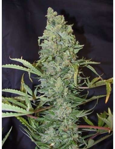 FEMALE SEEDS - ICE - 3