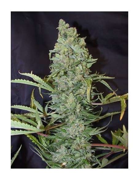 FEMALE SEEDS - ICE - 3