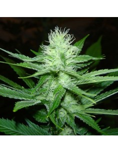 SAGARMATHA - Cheez Wreck - 1