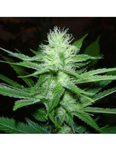 SAGARMATHA - Cheez Wreck - 1