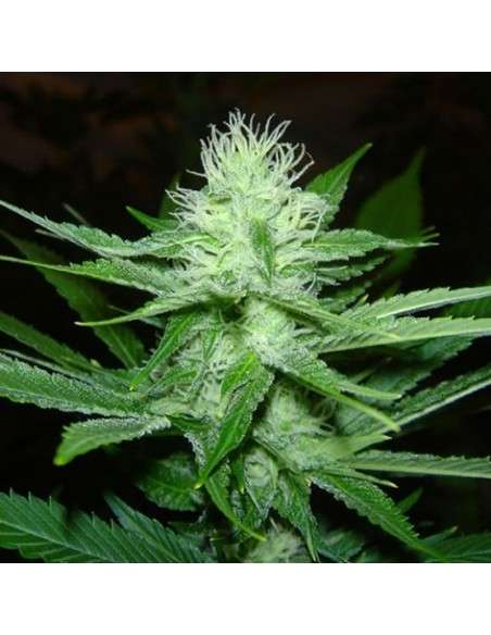 SAGARMATHA - Cheez Wreck - 1